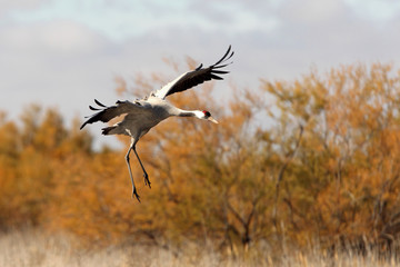Obraz na płótnie Canvas Common crane, Grus grus, birds