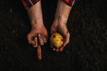 partial view of dirty farmer holding ripe potato in ground and showing middle finger