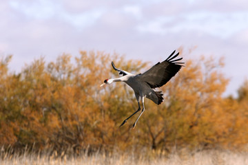 Common crane in a wetland of central Spain, Grus grus, birds