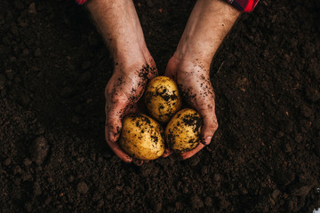 cropped view of farmer holding ripe natural potatoes in ground - obrazy, fototapety, plakaty