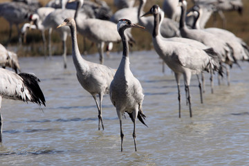 Common crane in a wetland in the morning, Grus grus, birds, cranes