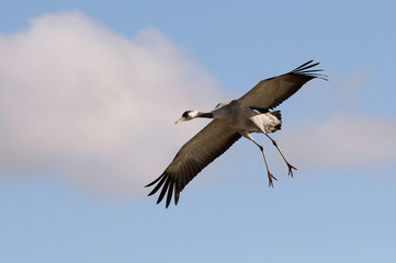 Common crane, Grus grus, birds