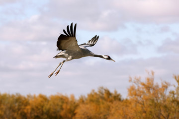 Common crane, Grus grus, birds