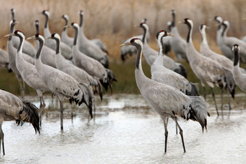 Common crane, Grus grus, birds