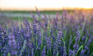 Obraz premium Selective focus on lavender flower in flower garden. Lavender flowers lit by sunlight. Sunset over a violet lavender field in Provence.