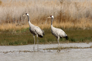 Common crane in a wetland of central Spain in the morning
