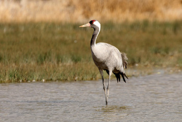 Common crane early morning, Grus grus, birds