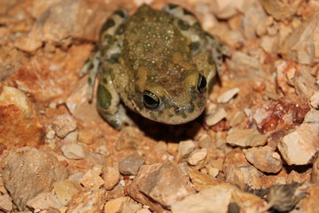 frog  java