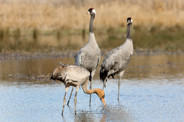 Common crane, Grus grus, birds