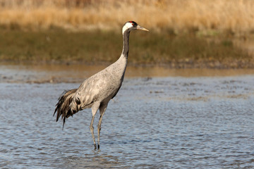 Common crane in a wetland of central Spain, Grus grus, birds