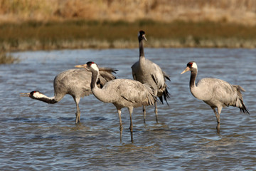 Obraz premium Common crane, Grus grus, birds