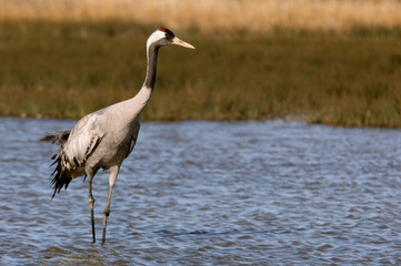 Common crane in a wetland in the morning, Grus grus, birds, cranes
