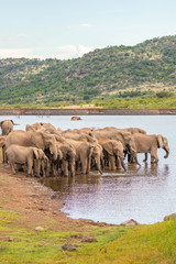 A herd of african elephants drinking at a waterhole, Pilanesberg National Park, South Africa.