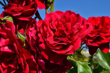 red rose in the garden