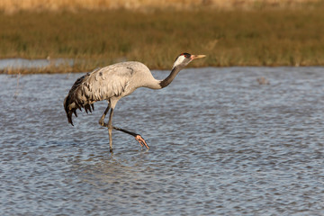 Common crane, Grus grus, birds