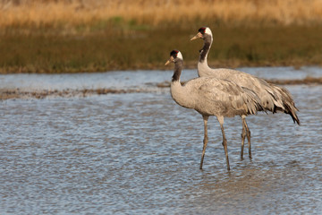 Common crane in a wetland in the morning, Grus grus, birds, cranes