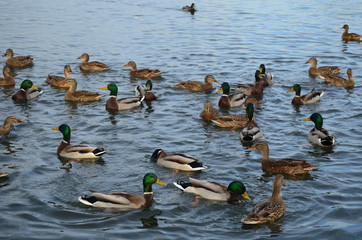 ducks swim in the pond