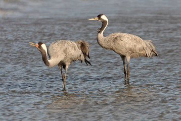 Obraz premium Common crane, Grus grus, birds