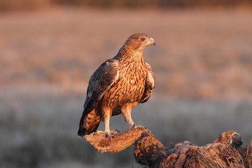Two years old female of Bonelli´s with the first lights of sunrise , Aquila fasciata
