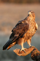 Two years old female of Bonelli´s Eagle with the first sunrise lights, Aquila fasciata
