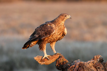 Two years old female of Bonelli´s Eagle with the first sunrise lights, Aquila fasciata