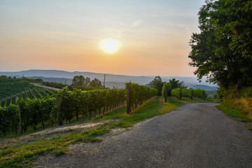 A country road in the vineyards landscape of Langhe hills, Unesco World Heritage Site, at sunset in...