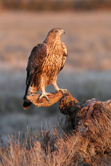 Two years old female of Bonelli´s Eagle, Aquila fasciata