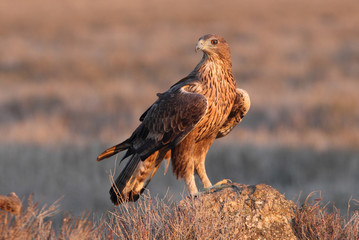Two years old female of Bonelli´s with the first lights of sunrise , Aquila fasciata