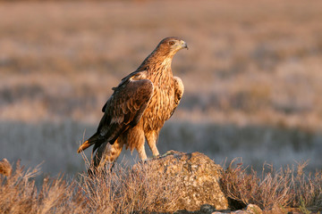 Two years old female of Bonelli´s with the first lights of sunrise , Aquila fasciata