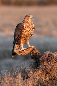 Two years old female of Bonelli&acute;s Eagle, Aquila fasciata