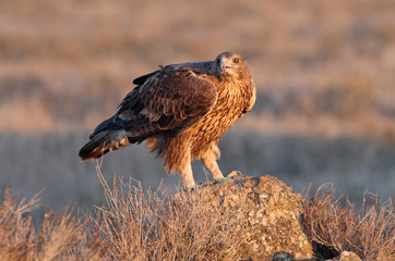Two years old female of Bonelli´s Eagle with the first sunrise lights, Aquila fasciata