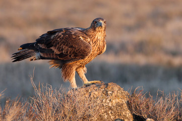 Two years old female of Bonelli´s Eagle, Aquila fasciata