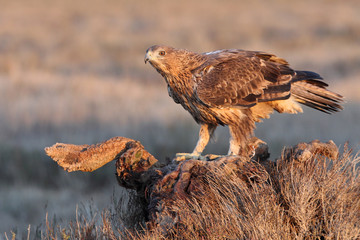 Two years old female of Bonelli´s Eagle with the first sunrise lights, Aquila fasciata