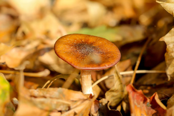 Pilz, Pilze im Wald trifft man häufig im Herbst an
