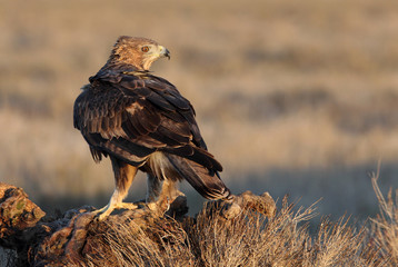 Two years old female of Bonelli´s Eagle, Aquila fasciata