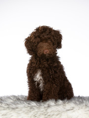 Australian labradoodle puppy portrait. Cute little puppy with white background.. Cut-out copy space.