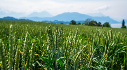 Switzerland village. Idyllic summer landscape in the Swiss with fresh green fields and clouds capped mountain tops in the background.