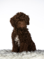 Australian labradoodle puppy portrait. Cute little puppy with white background.. Cut-out copy space.