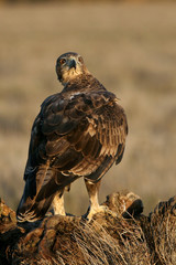 two years old female of Bonelli´s Eagle, Aquila fasciata