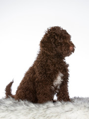 Australian labradoodle puppy portrait. Cute little puppy with white background.. Cut-out copy space.