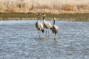Common crane, Grus grus, birds