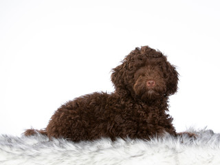 Australian labradoodle puppy portrait. Cute little puppy with white background.. Cut-out copy space.