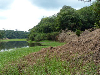 The marsh grasses (Hymenachne genus) temporarily forms natural huts during the dry season in the...