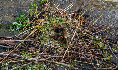 Ducklings in straw nest next to river canal bank in lake Lucerne. Canton of Lucerne, Switzerland.