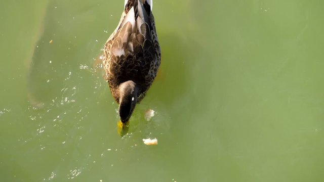 Close-up shot of fish and duck eating bread in the pond of Buen Retiro Park. Madrid. Spain. Slow motion. HD
