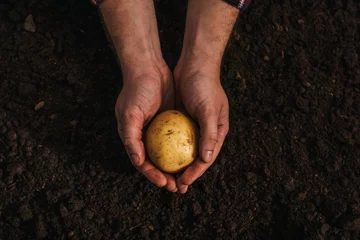 Foto op Plexiglas partial view of dirty farmer holding ripe potato in ground © LIGHTFIELD STUDIOS