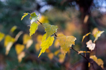 Indian sommer with colorful leaves in autumn.