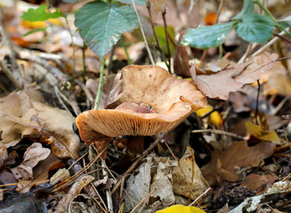 Pilz, Pilze im Wald trifft man häufig im Herbst an