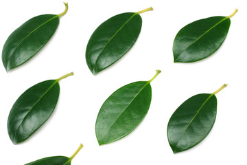 citrus leaves isolated on white background. top view