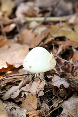 Pilz, Pilze im Wald trifft man häufig im Herbst an